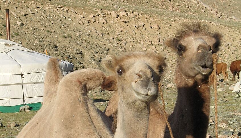 Zwei Kamele in einer mongolischen Landschaft