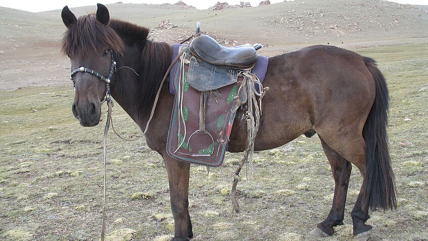 Ein braunes Pferd mit Sattel und Zaumzeug steht in einer mongolischer Landschaft